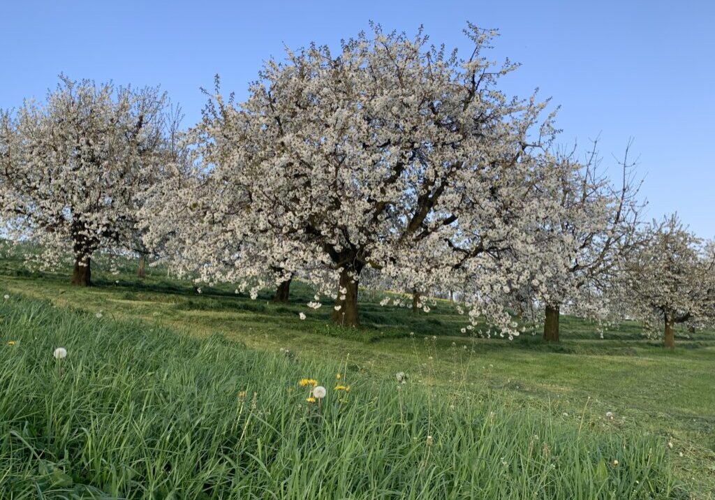 blühender Baum Blüten im Überfluss...