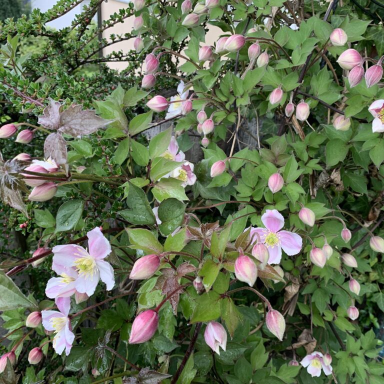 Blumenpracht Dörf's e's bitzeli me si...