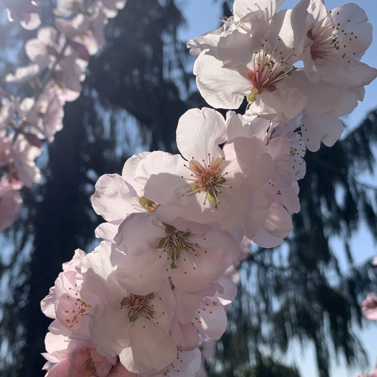 Mandelbaumblüten