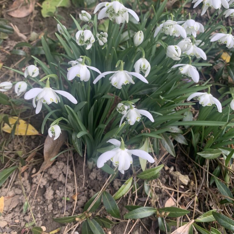 Die ersten Vorboten des Frühlings sind da...