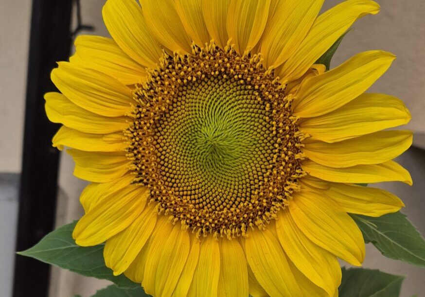 Sonnenblume